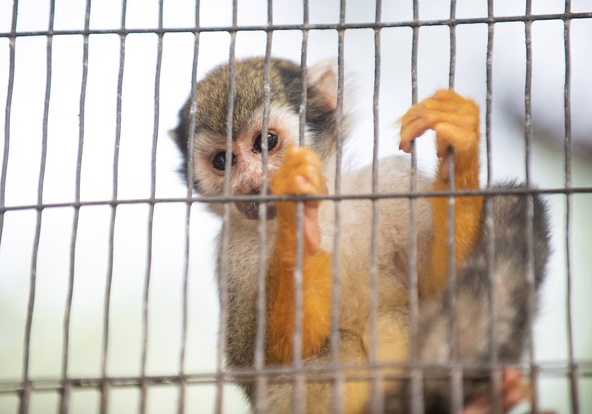 
A curious squirrel monkey peeps from his enclosure at the Hope Zoo. While the Hope Zoo would have followed all required procedures to bring its animals into the country, authorities are concerned about possibly thousands of other animals that are brought 