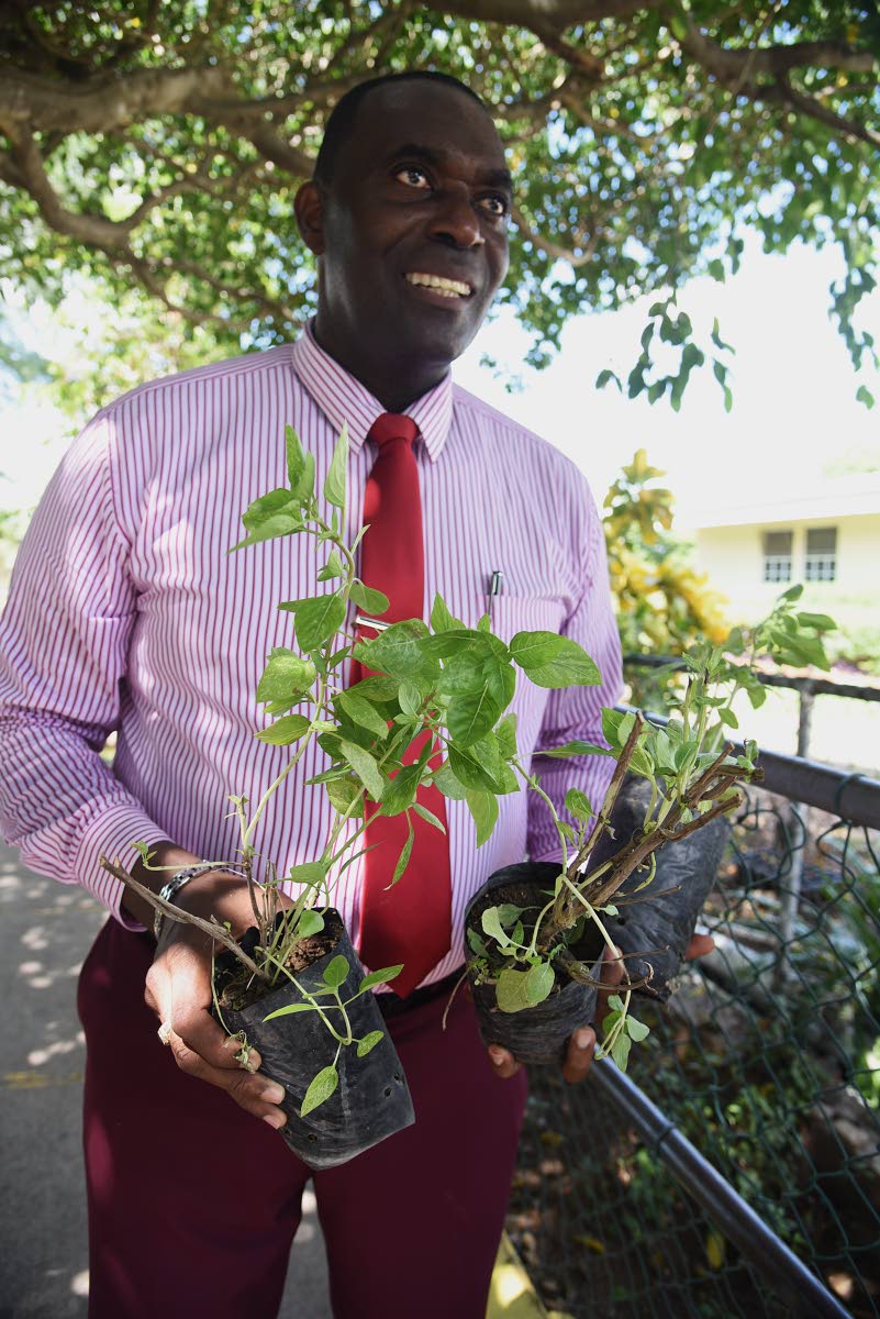 Weir prepares to plant different varieties of mints in the school garden.