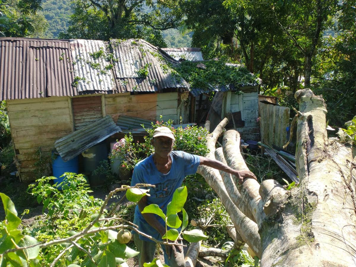 Rudy Campbell stands beside the trunk of the guinep tree that fell on his Castleton, St Mary home of more than 20 years, completely destroying two rooms and damaging the others.
