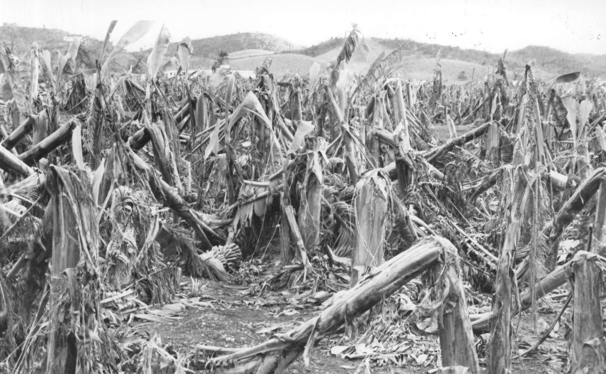 A section of the farm at Eastern Banana Estates, shows how complete was the destruction caused by Hurricane Gilbert in September 1988.  