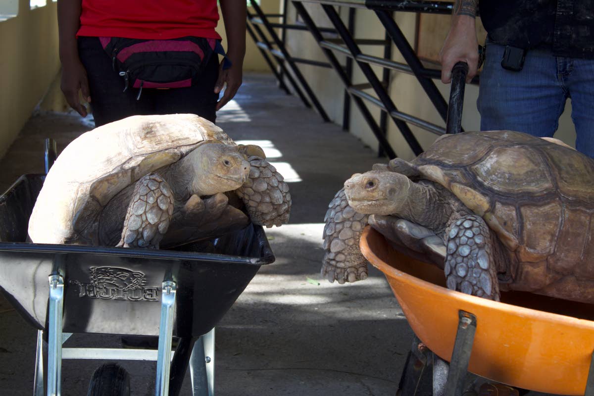 The cutest snapshot of the two African spurred tortoises being wheeled back to their enclosure.