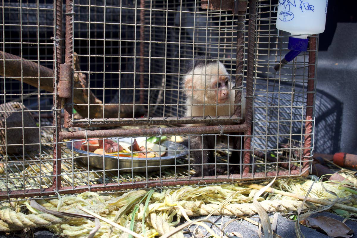 The Capuchin monkeys, kept safe in one of the bathrooms during Hurricane Melissa, were finally able to return to their open enclosure on Thursday.