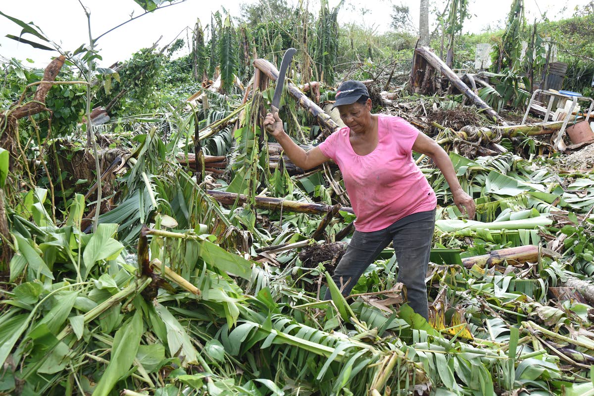 Cynthia Watt, from Lorrimers, Trelawny, chops fallen banana trees in her field that were blown down during the passage of Hurricane Melissa.