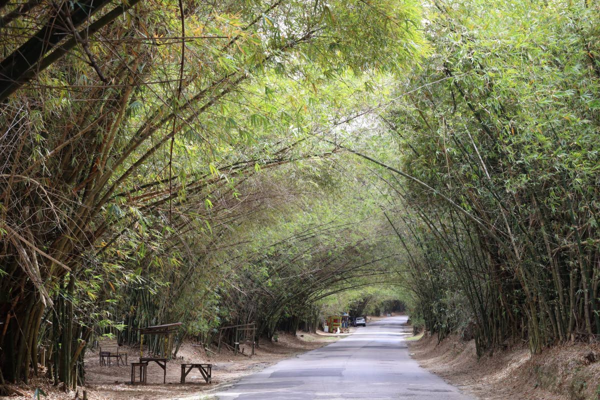 Holland Bamboo, St Elizabeth, is expected to be restored to its former glory in a relatively short time.