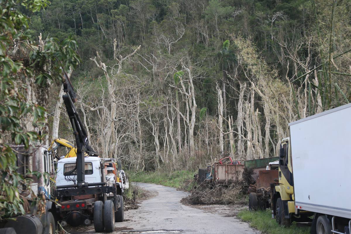 Battered trees stand in Bog Hole, Clarendon, after Hurricane Melissa swept through the community.