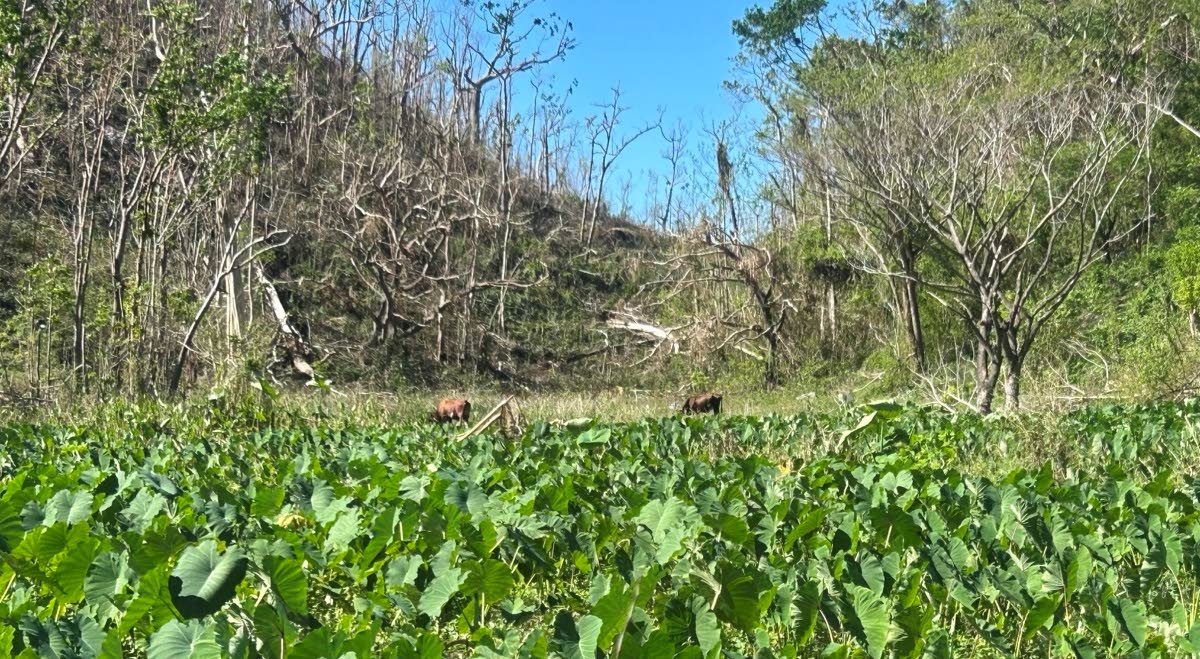 Cows, one of the many animals that can transmit leptospirosis, grazing and roaming the area near a wetland dasheen ground, close to a spring believed to be linked to the Ancho River.