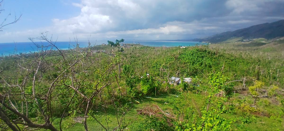 In the foreground, Keith R. Wedderburn’s organic farm at Bluefields, Westmoreland, bearing hurricane damage