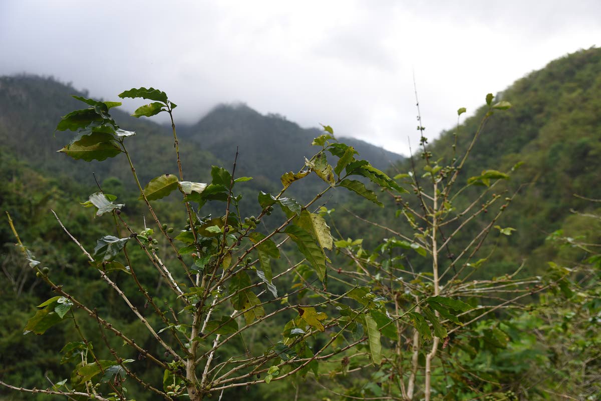 Coffee plants that survived Hurricane Melissa in Spring Hill, Portland.