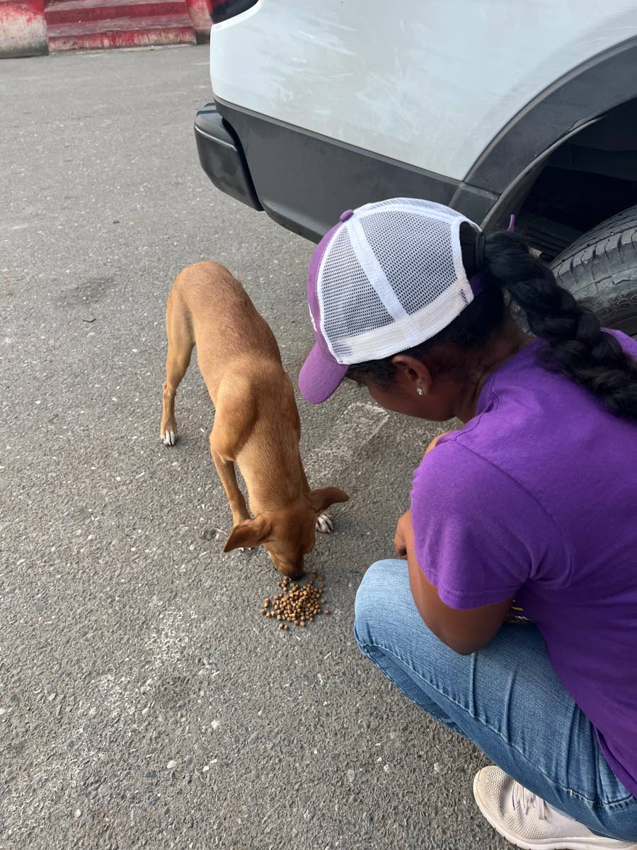 Tina Hamilton, senior manager TRUE Pet Food, feeds a dog in Negril