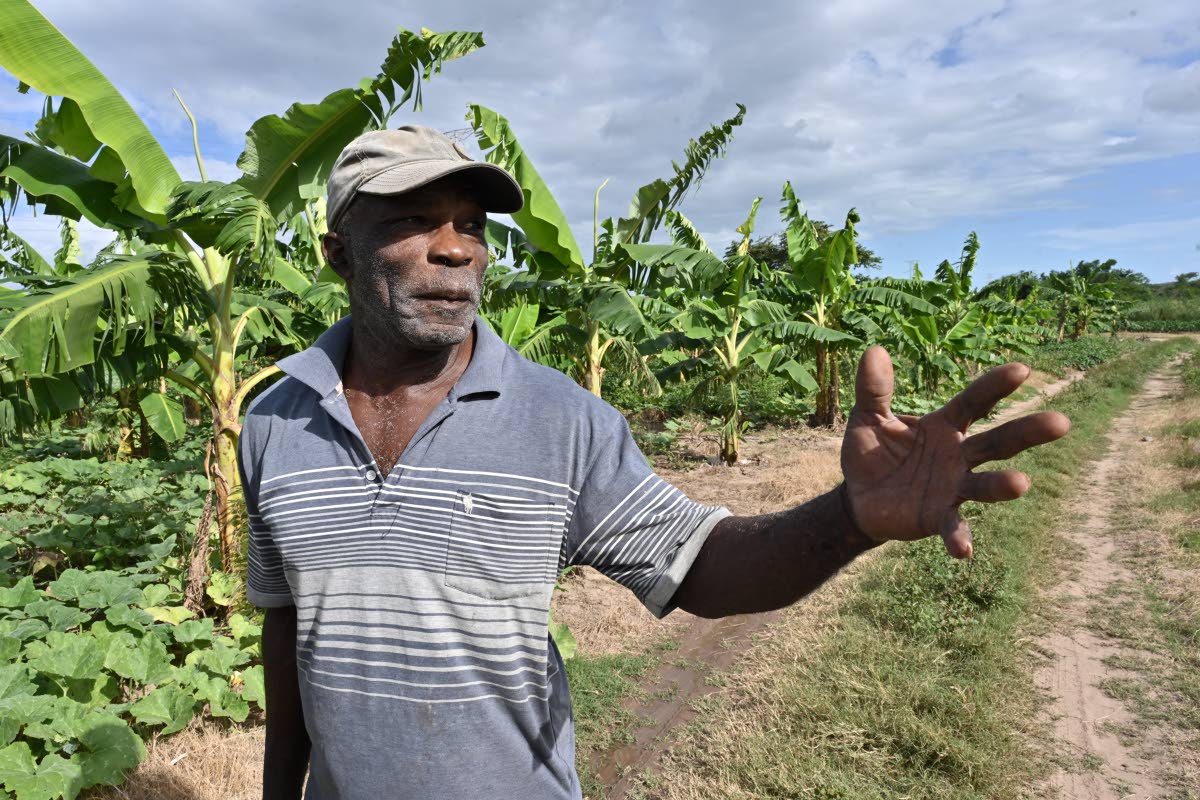 Daniel Goulbourne, a RADA-registered farmer for 15 years, farms two and a half acres at Parnassus, paying $20,000 per acre annually in lease fees. Despite this, he said there is no verification of storm damage to his farm and no meaningful assistance.