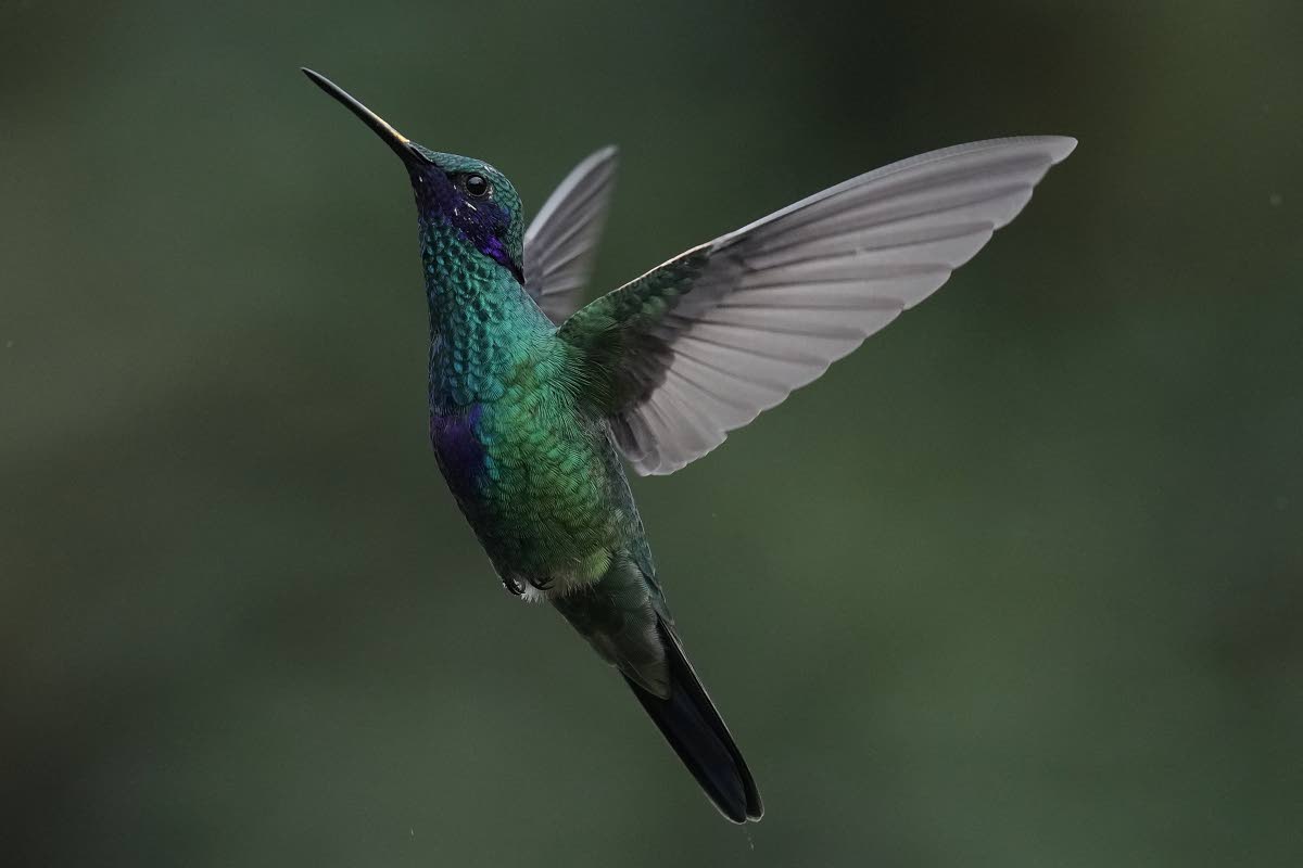 A Sparkling Violetear hummingbird hovers at the Yanacocha Reserve.