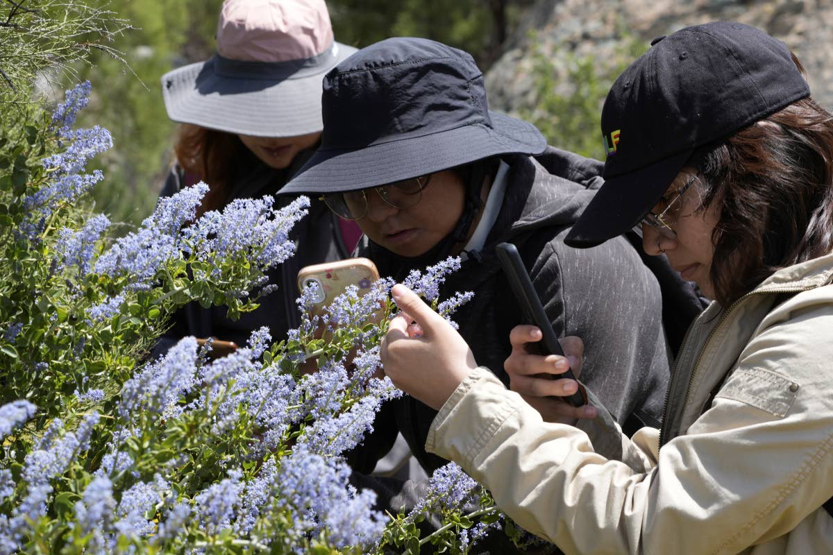 College students, members of Baja California’s conservation organization Baja Rare, lead a botanical expedition to document native plants along the US-Mexico border on Friday, April 19, 2024, in the Ejido Jacume in the Tecate municipality of Baja Califor