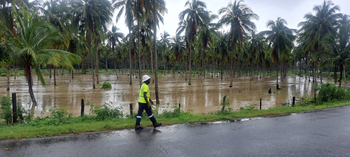A waterlogged coconut farm after heavy rains in St Mary yesterday.