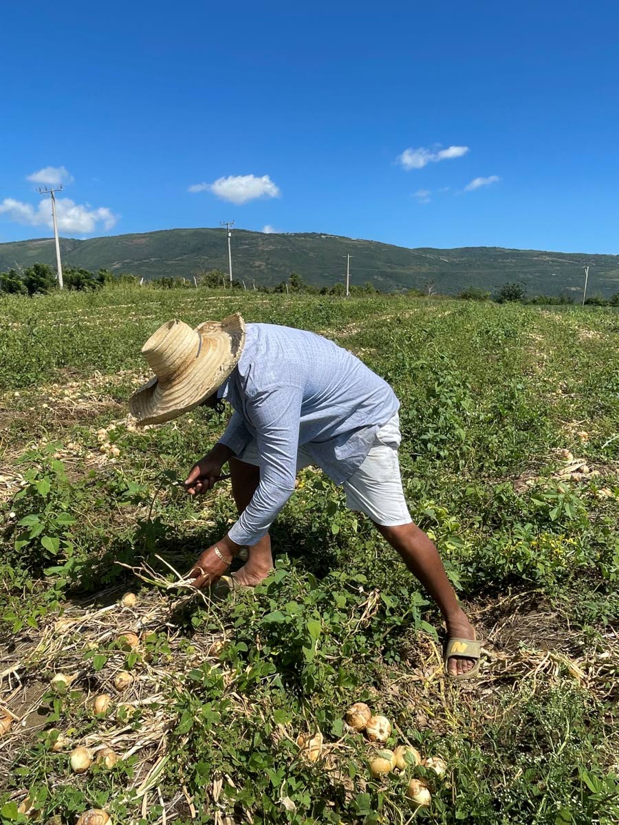 Andre Dyer examining onions on his farm in Mountainside, St Elizabeth.