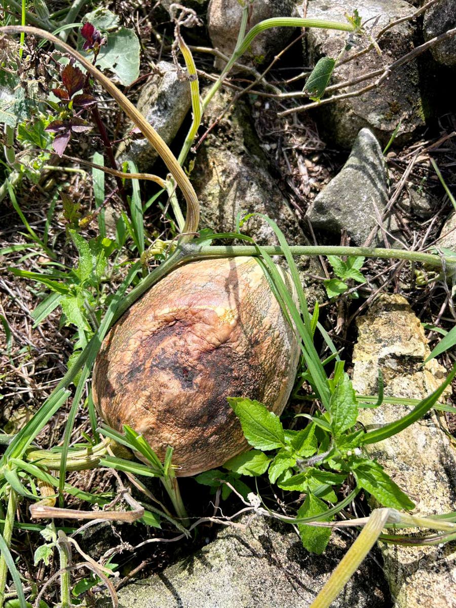 Black rot has destroyed Graham’s five-acre pumpkin crop.