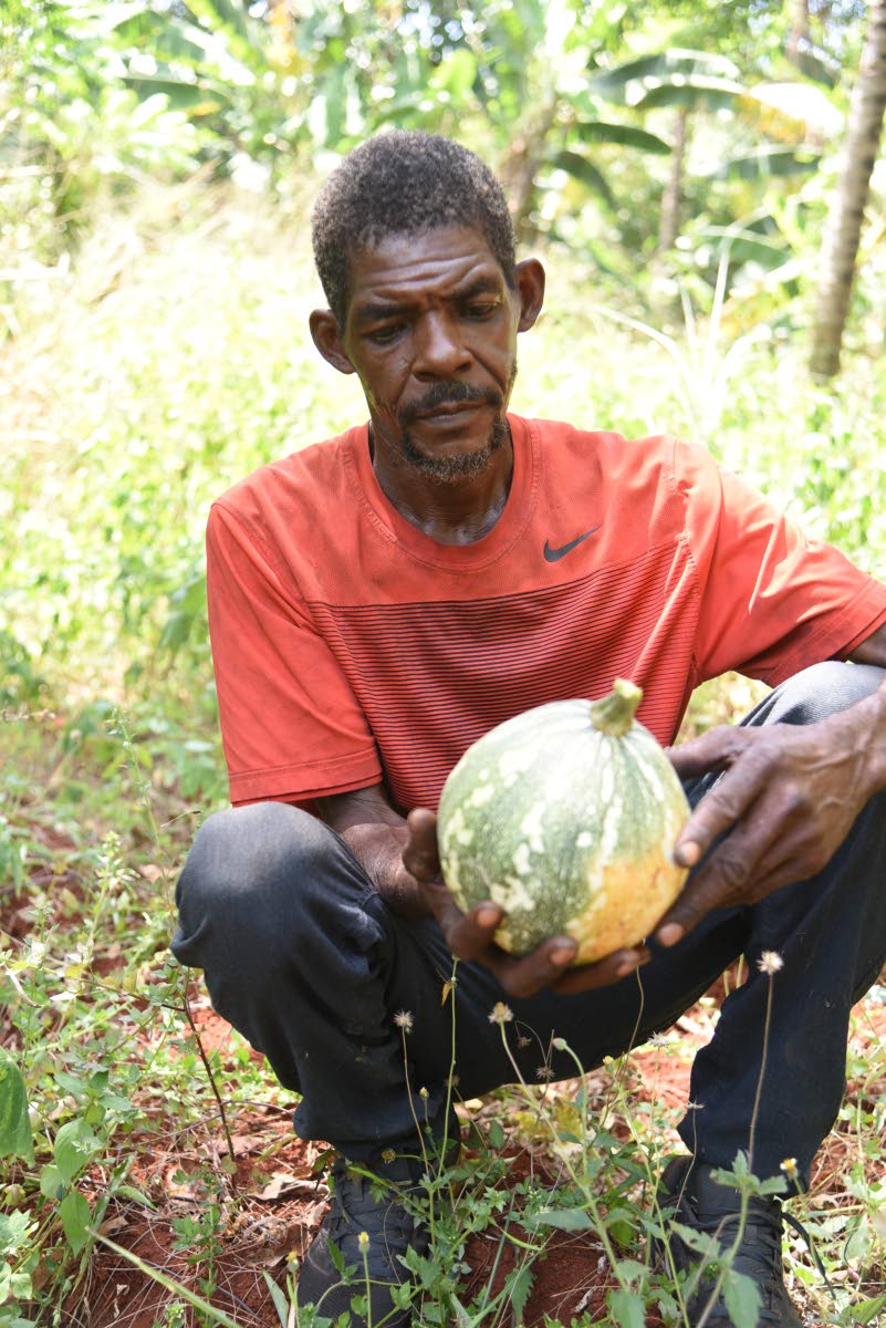 Robert Douglas, a farmer from Top Mountain, Kitson Town, St Catherine, inspects a pumpkin on his farm after losing his home in a fire.