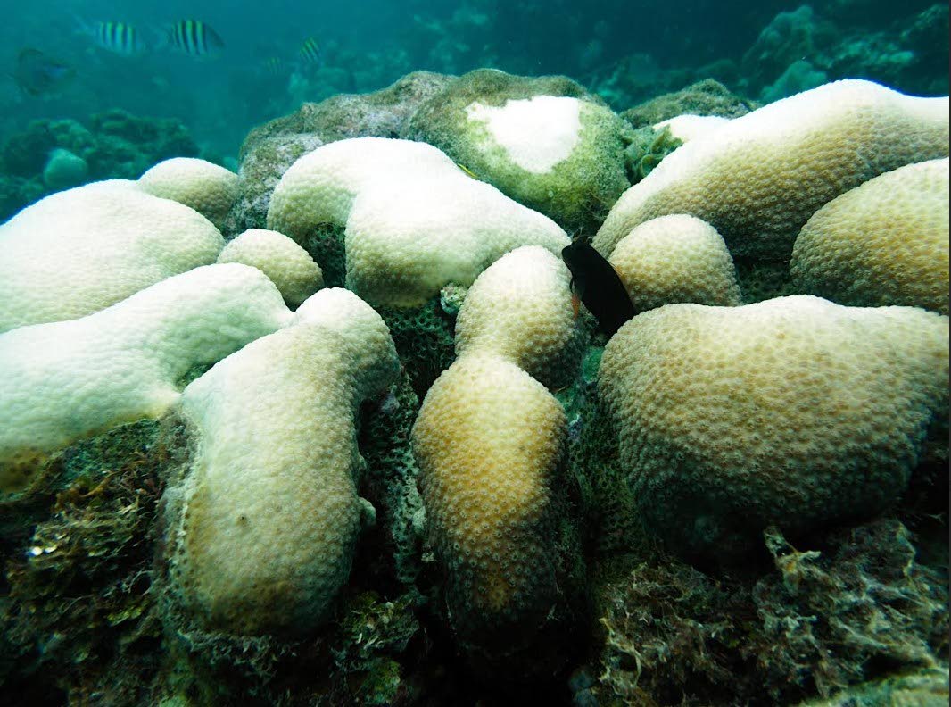 Coral bleaching in the Dominican Republic. 