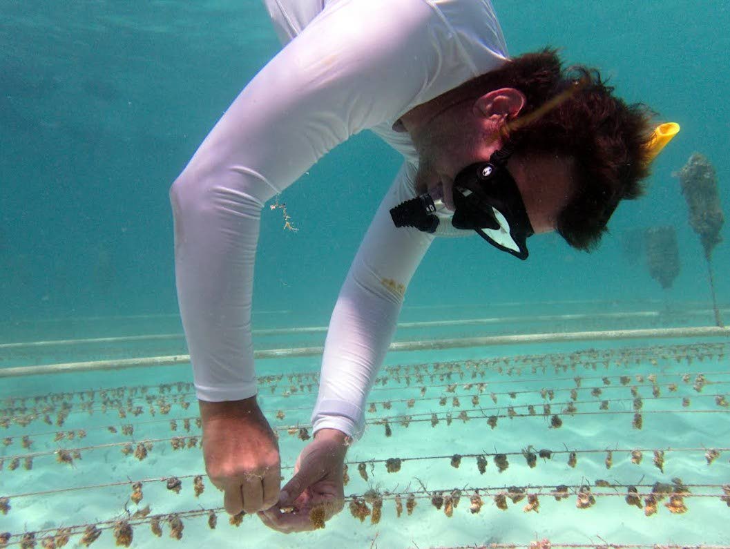 Andrew Ross from Seascape Caribbean works on a coral restoration project in Jamaica funded by the CBF. 
