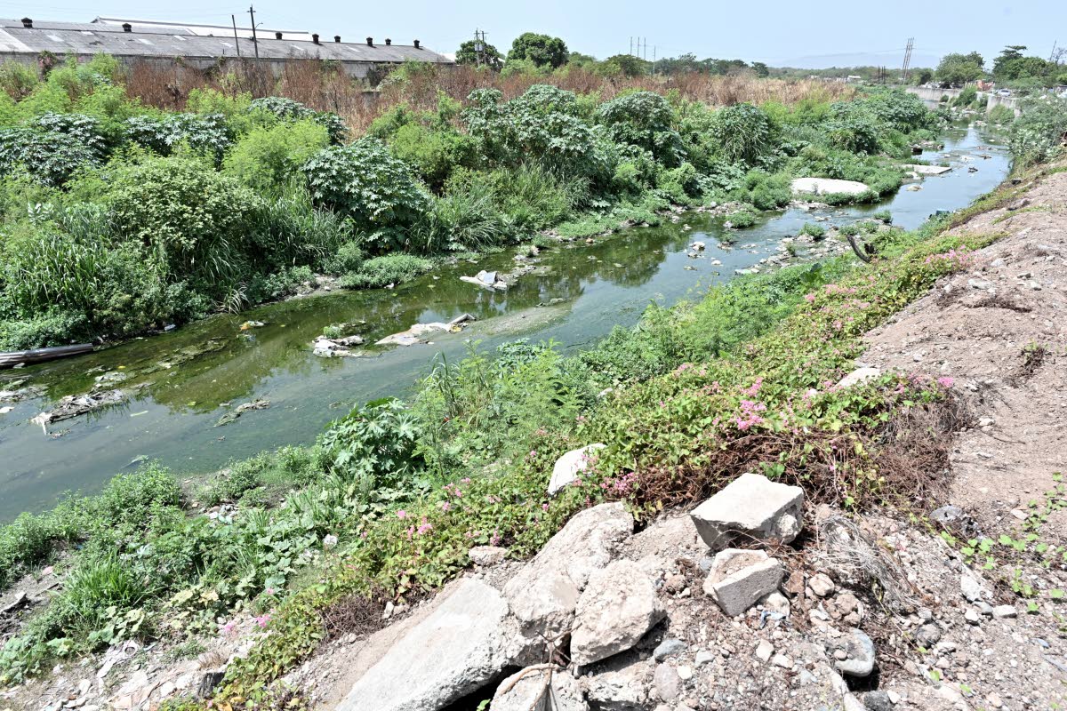 Overgrowth in a section of the neglected Sandy Gully in the Corporate Area is creating jitters for residents in Waterhouse and Riverton City in St Andrew.