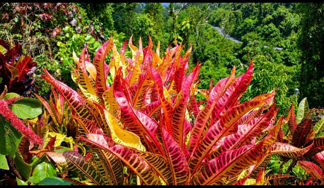 The gardens at Ahhh Ras Natango.
