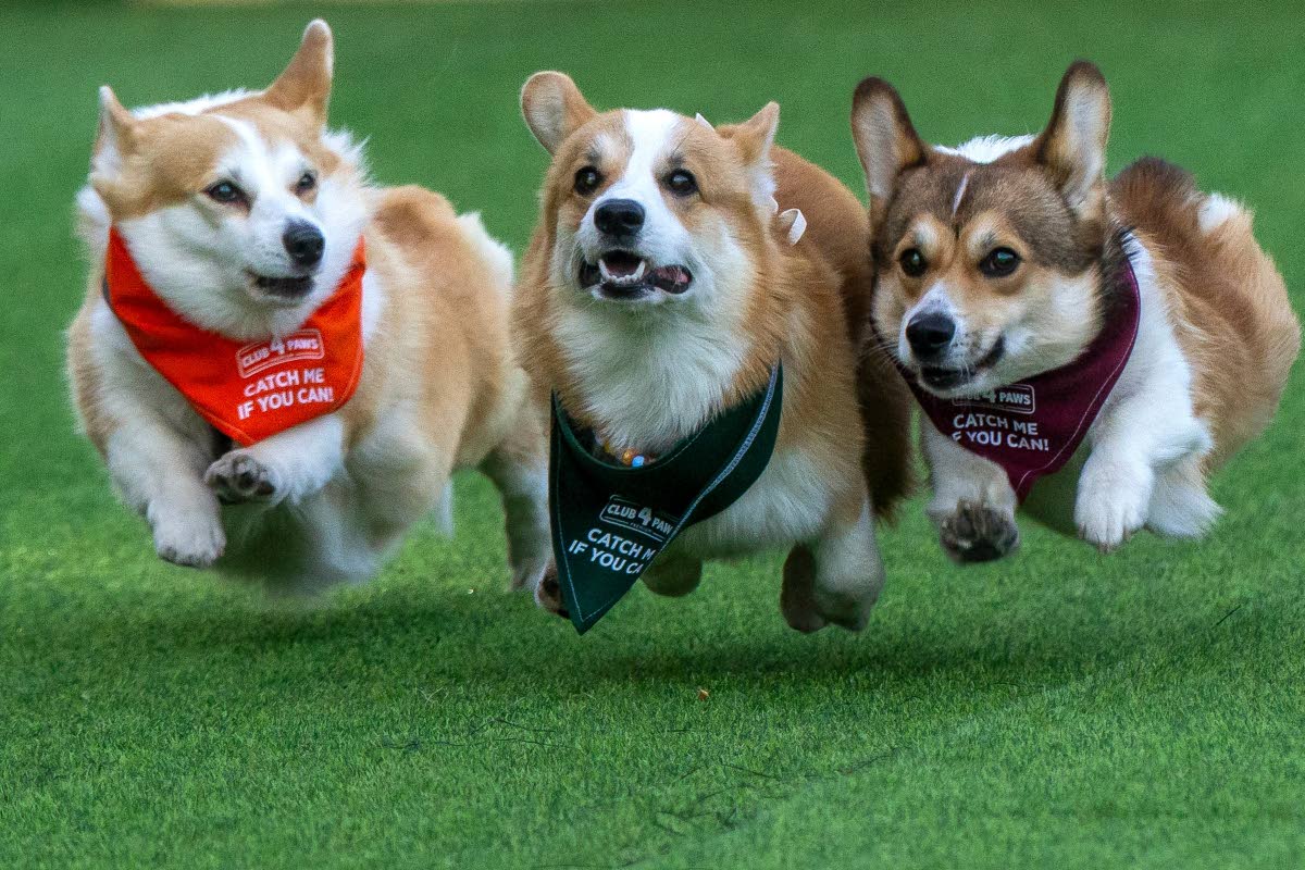 Corgis race during the Corgi Race Vilnius 2026 event.