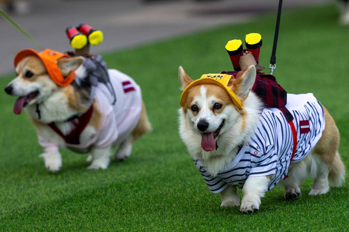 Corgis show off their fashionable outfits at the international event Corgi Race Vilnius 2026.