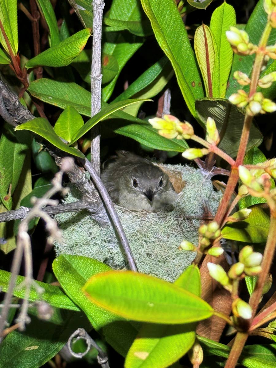 The Rufous-crowned Elaenia, which can be found at the falls.
