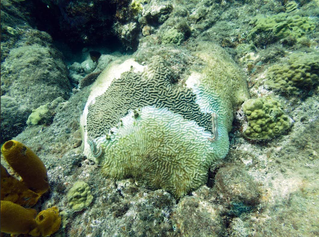 Coral reef disease affecting brain corals in Dominica. Photo: Tanja Lieuw Caribbean Biodiversity Fund.