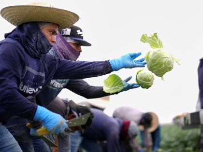 Workers harvest cabbage on a field less than 10 miles from the border with Mexico, in Holtville, California. 
