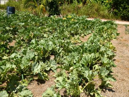 RADA says preparing could help minimise the impacts of flooding and wind damage.