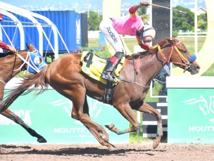 ZULU WARRIOR, ridden by Calvin Bailey, wins the fifth race, The Reggae 6 Anniversary Trophy, over six furlongs, at Caymanas Park on Saturday, October 12, 2024. 
