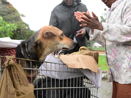 An elderly woman was seen sheltering beneath the eave of a business place along East Street in Kingston during the passage of Hurricane Melissa. ‘Empress’, as she introduced herself, said she was barred from entering a shelter with her dog. Instead of 