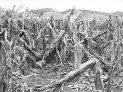 A section of the farm at Eastern Banana Estates, shows how complete was the destruction caused by Hurricane Gilbert in September 1988.  