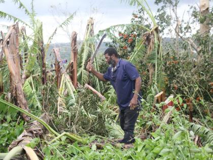 Edward David Marston, farmer of Baillieston, Clarendon, clears a section of his 15-acre farm which was damaged during the passage of Hurricane Melissa.