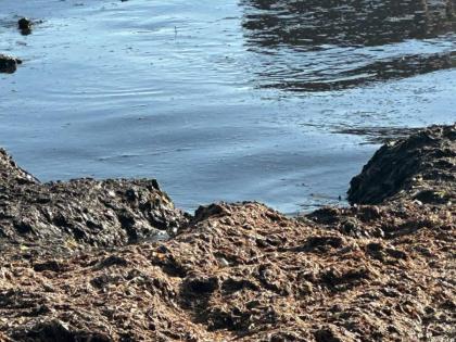 Residents say an oily substance and dead fish have washed ashore at Farquhar Beach in southern Clarendon after Hurricane Melissa.