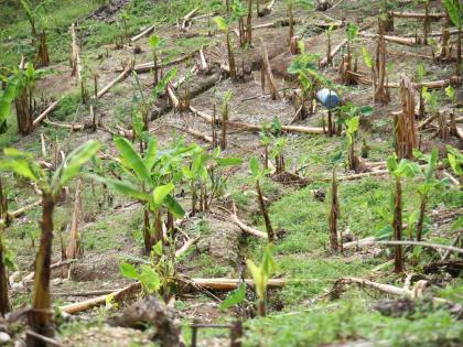 What is left of Debbie-Ann Dixon’s plantain farm in Elderslie, St Elizabeth, after the passage of Hurricane Melissa.