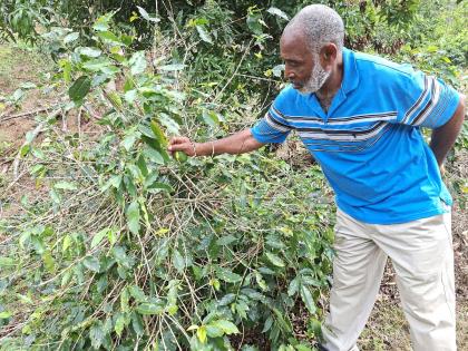 Donald Berry, coffee farmer in Spring Hill, Portland, checks for disease on coffee beans on his farm.