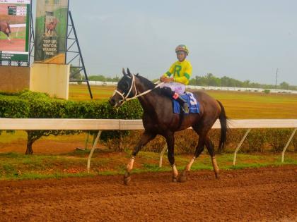 LEGACY ISLE, ridden by Raddesh Roman, trots back to his handlers after winning the Harlequin Cup over five furlongs straight at Caymanas Park on May 31.