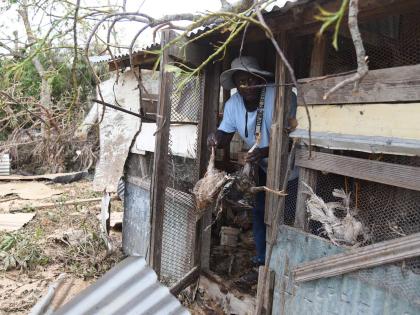 A man throws away chickens that died in a coop in Salt Marsh, Trelawny, during the passage of Hurricane Melissa.