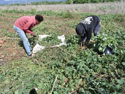 Sweet potato farmers in the Spring Plains agro park in Clarendon check on their crop during a visit by The Sunday Gleaner.