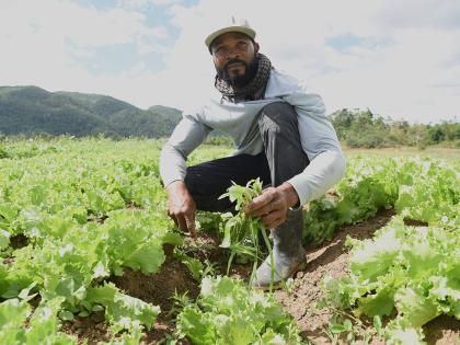 Third-generation farmer Carlington McCook, who is also a police officer with the Jamaica Constabulary Force, told The Sunday Gleaner that he lost approximately $1 million worth of  lettuce, pak choi, and cabbage to Melissa’s fierce winds and flood rains.