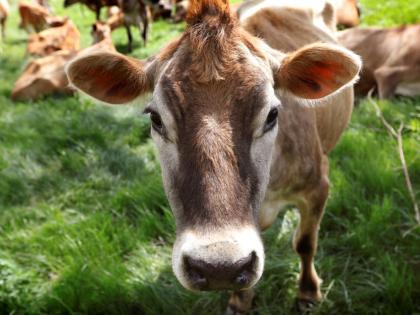 In this May 8, 2018, file photo, a Jersey cow feeds in a field on the Francis Thicke organic dairy farm in Fairfield, Iowa. 