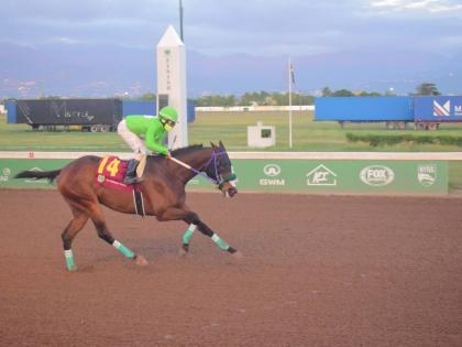 Anthony Minott/Freelance Photographer
MACK AND ROME, ridden by Gavin Harris, wins the three-year-old and upwards Overnight Allowance Stakes George Hosang Trophy over five furlongs straight at Caymanas Park yesterday.