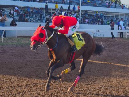 
PACK PLAYS wins the seven-and-a-half furlong Chairman’s Trophy at Caymanas Park yesterday.