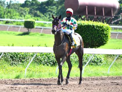 UNSPUN, with Christopher Mamdeem on board, has the slight edge in a stacked Billy Williams Memorial at Caymanas Park on Saturday.