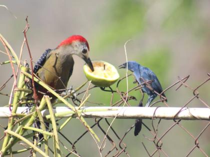 Birds eating oranges at Ahhh Ras Natango.