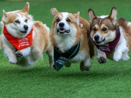 Corgis race during the Corgi Race Vilnius 2026 event.
