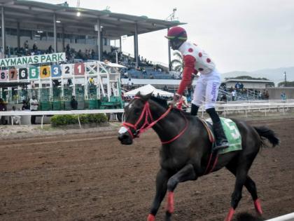 Anthony Minott/Freelance Photographer 
Jockey Tevin Foster stands in the saddle as GIRVANO saunters home to win the Kenneth Mattis O.D. Memorial Cup  over nine furlongs and 25 yards at Caymanas Park yesterday.