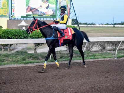 BOSS MAN, ridden by Dane Dawkins, walks back to the winners’ enclosure after taking the fifth running of the Hubert ‘Chinna’ Bartley Memorial Trophy (Division Two) over seven furlongs at Caymanas Park on Sunday, June 28.