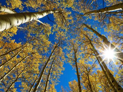 The sun shines on golden aspens, September 22, 2021, on the first day of fall, in Eagle County, Colorado.